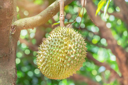 Fresh Durian (Durio zibethinus) king of tropical fruit hanging on brunch tree growth in organic...