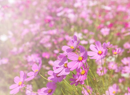colorful pink cosmos flowers blooming in the field on sunny dayの写真素材
