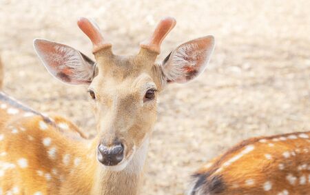 young male sika deers or spotted deers or Japanese deers (Cervus nippon) wild animal resting in naturalの写真素材
