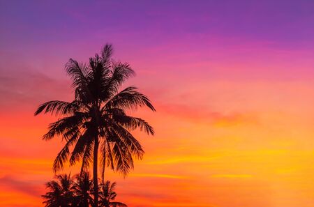 Silhouette coconut palm trees during sunset on tropical beachの写真素材