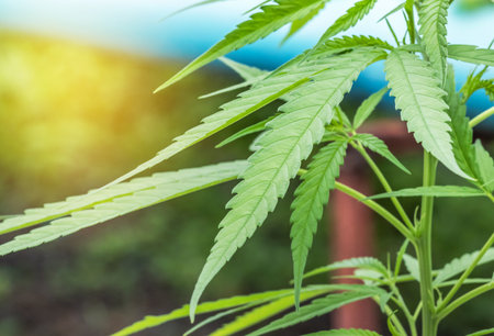 Cannabis Marijuana green leaves herb plants (Cannabis sativa) growing in the farmの写真素材
