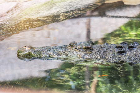Siamese freshwater  crocodile (Crocodylus siamensis) floating in waterの写真素材