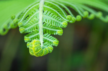 Close up green fern leaves roll up curled growing out from the soil in spring tropical forestの写真素材