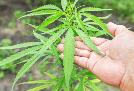 Cannabis Marijuana green leaves herb plants (Cannabis sativa) growing in the farmの写真素材
