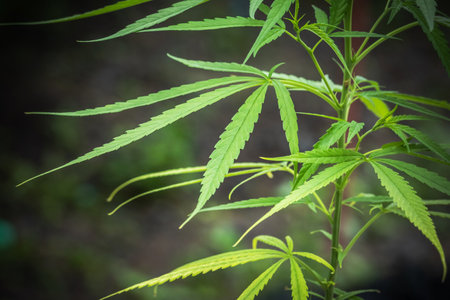 Cannabis Marijuana green leaves herb plants (Cannabis sativa) growing in the farmの写真素材