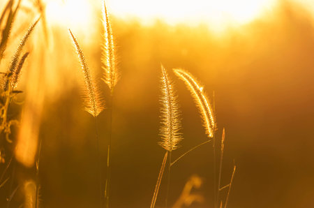 Close up silhouette tropical grass flower or setaceum pennisetum fountain grass on sunset backgroundの写真素材