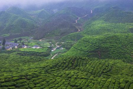 Landscape view rows of lush green terraces tea plantation while misty and rainy day  at Cameron...