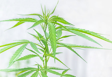 Cannabis Marijuana green leaves herb plants (Cannabis sativa) growing in the farmの写真素材