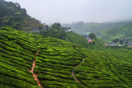 Landscape view rows of lush green terraces tea plantation while misty and rainy day  at Cameron Highlands Pahang district, Malaysiaの写真素材