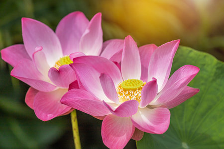 Close up pink lotus flower or Sacred lotus flower ( Nelumbo nucifera ) blooming in lake on sunny dayの写真素材