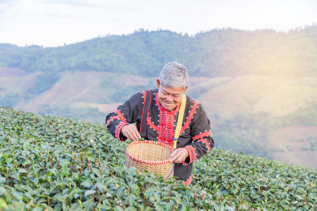 Asian hill tribe man ethnic minority with traditional clothes collecting tea leaves with basket in green terraced tea plantationの写真素材
