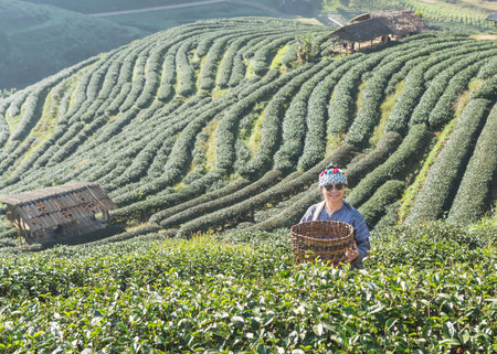 asian woman hill tribe in tribe traditional clothes collecting tea leaves in green terraced tea plantation with basket on the morning at Doi Ang khang Chiang Mai Thailandの写真素材