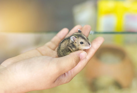 Close up little fluffy cute hamster animal pet in the handsの写真素材