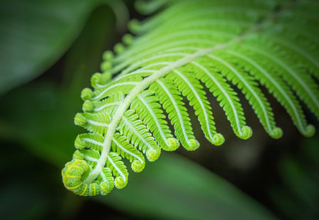 Close up green fern leaves roll up curled growing in tropical rain forest