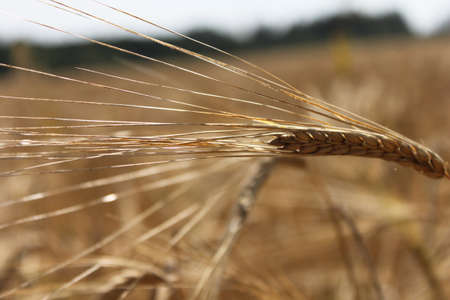 Wheat ear