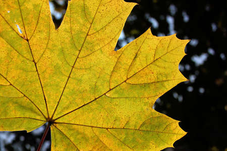 maple leaf