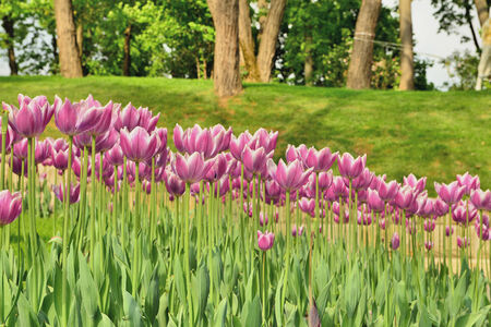 Tulipsの写真素材