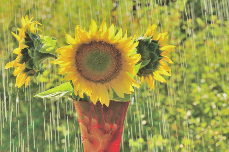 Summer rain and sunflowerの写真素材