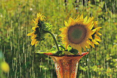 Summer rain and sunflowerの写真素材