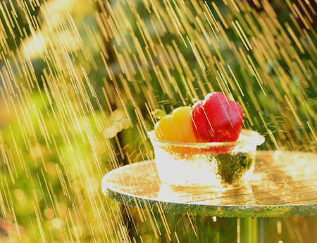 Summer rain and pepperの写真素材