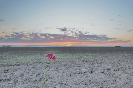 Sunrise in the fieldの写真素材