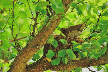 Mavis with chicks in the nestの写真素材