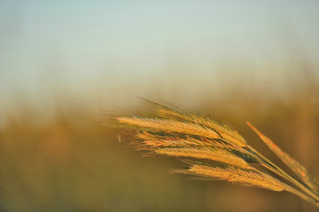 Spikelets on the background fieldの写真素材