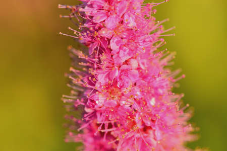 Spirea flowerの写真素材