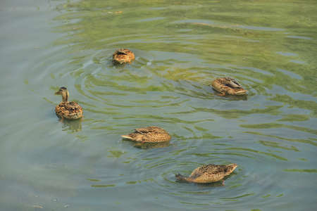 Ducks on the lake
