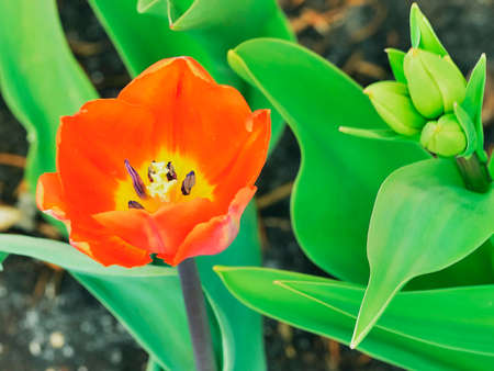 Tulips in the park