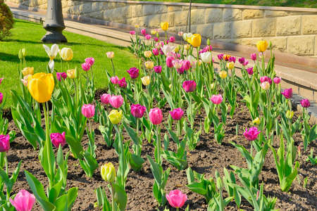 Tulips in the parkの写真素材