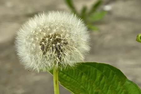 Dandelionの写真素材
