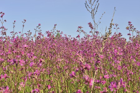 Spring landscape. Carnation field.の写真素材