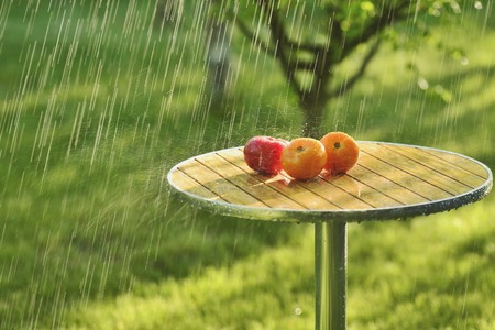 Summer rain and tomatoesの写真素材