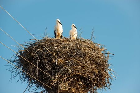 Storks in the nest