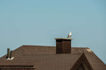 Seagull on roofの写真素材