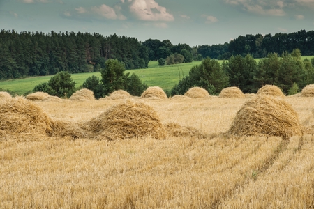 Field of wheat after harvestingの写真素材