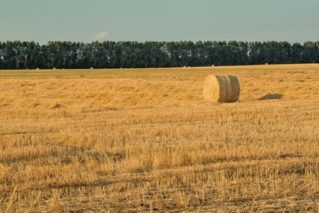 Harvest in a field