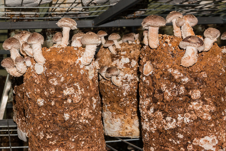 shiitake mushroomsの写真素材