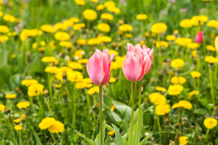 Tulip on the background field of dandelions.の写真素材