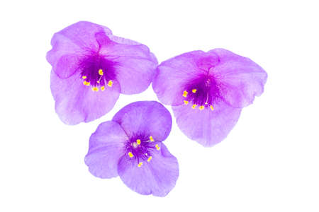 Spiderwort flowers on a white background.の写真素材