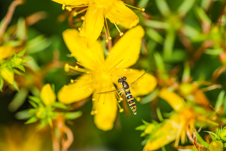Insect on yellow flower.