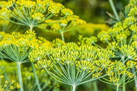 Flowering dill.