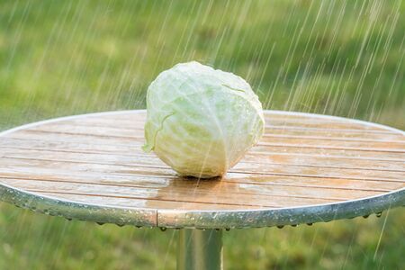 Summer rain and cabbage in the garden.の写真素材
