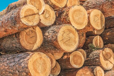 Pine logs in a warehouse.の写真素材