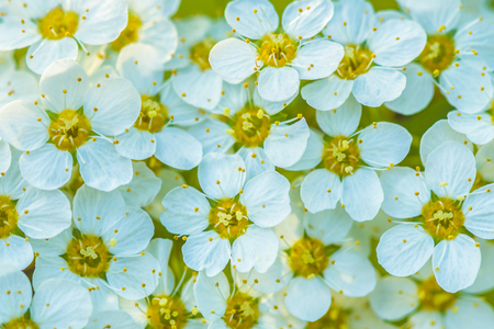 Flowering spirea Vangutta. This photo was taken in a park, near Kiev.