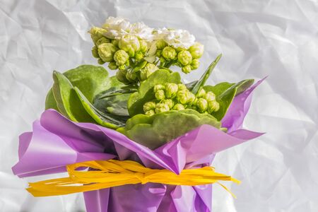 Flowers kalanchoe.の写真素材