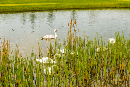 Fragment of the lake in the park near Kiev.の写真素材