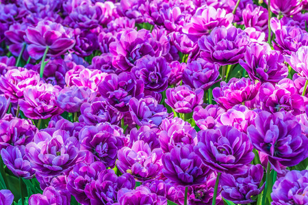 Lilac tulips in the botanical garden.の写真素材