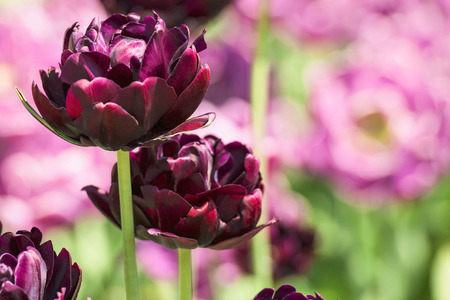 Dark tulips in the botanical garden.